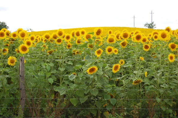 Feld der blühenden Sonnenblumen — Stockfoto