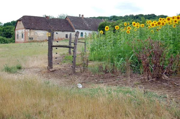 Campo de girasoles en flor —  Fotos de Stock