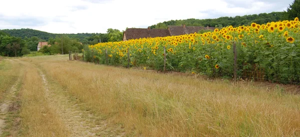 Feld der blühenden Sonnenblumen — Stockfoto