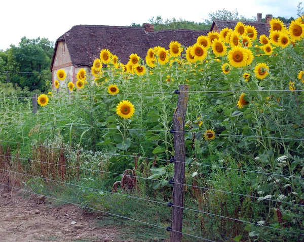 Gebied van bloeiende zonnebloemen — Stockfoto