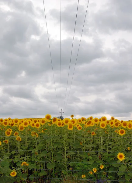 Fält blommande solrosor — Stockfoto