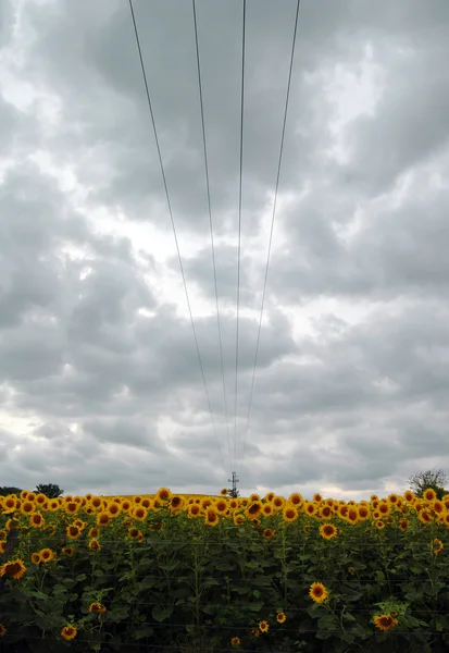 Fält blommande solrosor — Stockfoto