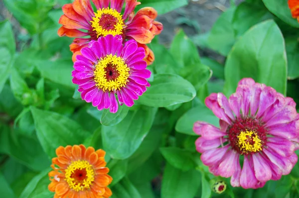 Kaunis kukka tausta asters — kuvapankkivalokuva