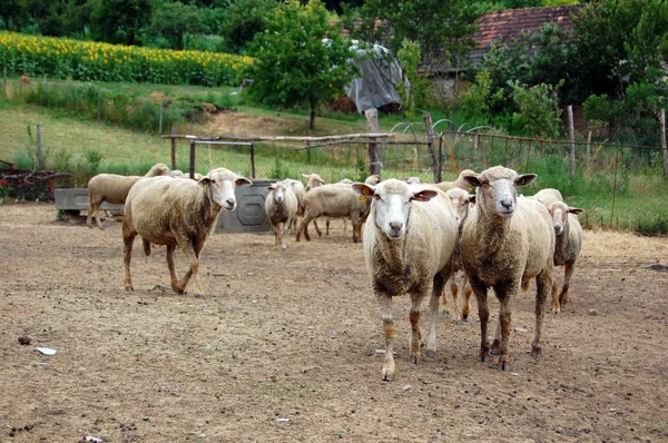 Groupe de moutons dans la cour — Photo