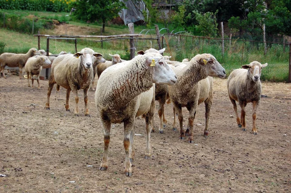 Groep van schapen in de tuin — Stockfoto