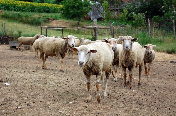 Groupe de moutons dans la cour — Photo