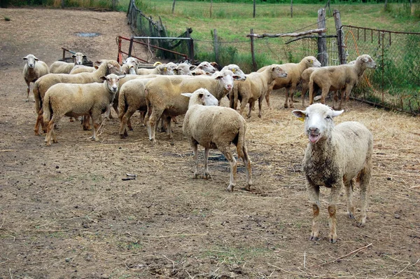 Skupina ovcí ve dvoře — Stock fotografie