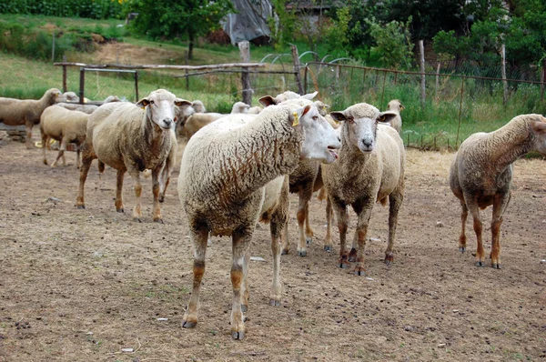 Group of sheep in the yard — Stock Photo, Image