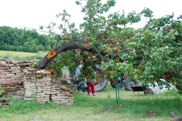 Frischer Pfirsichbaum voller reifer Pfirsiche — Stockfoto