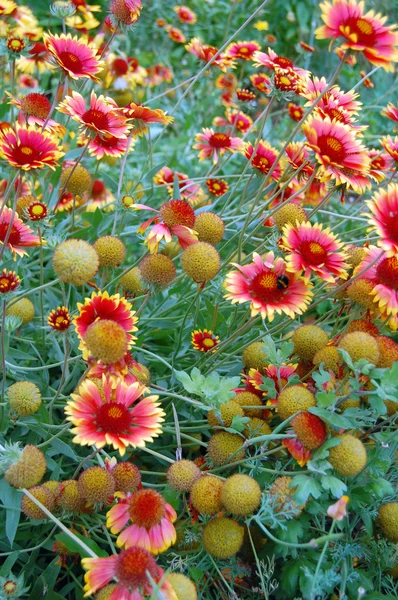 Gyönyörű virágos háttér őszirózsák — Stock Fotó