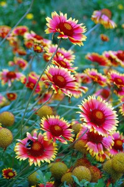 Vacker blommig bakgrund med astrar — Stockfoto