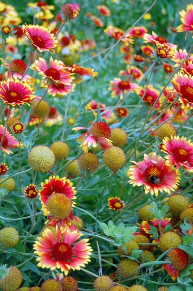 Vacker blommig bakgrund med astrar — Stockfoto