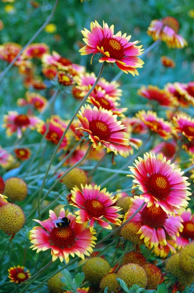 Vacker blommig bakgrund med astrar — Stockfoto