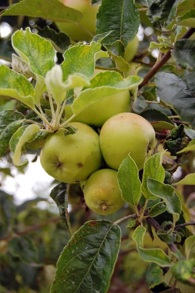 Manzanas verdes en el árbol — Foto de Stock