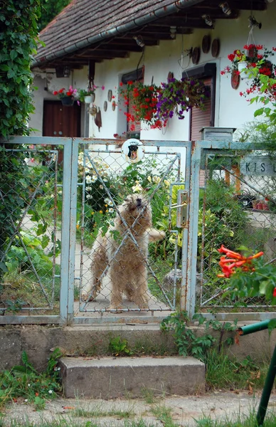 Detail of rural building's facade with cute white dog — Stock Photo, Image