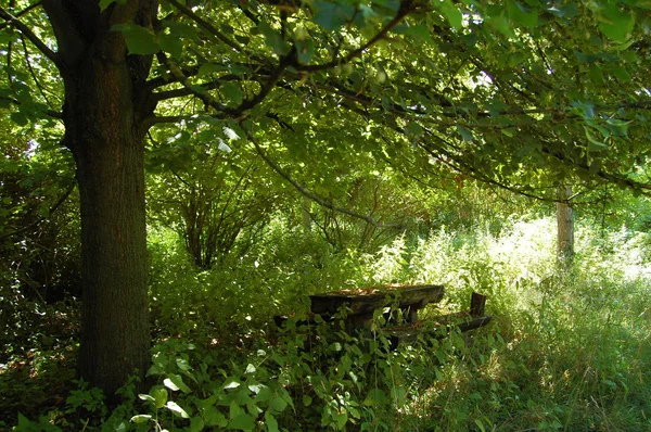 Jardin ensoleillé avec banc — Photo