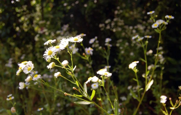 Schöner Frühlingshintergrund mit Blumen, Gänseblümchen — Stockfoto