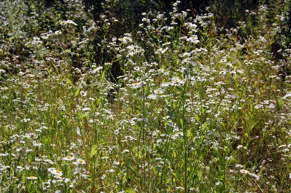 Prachtige lente achtergrond met bloemen, madeliefjes — Stockfoto