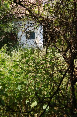 terk edilmiş evde çalılar ve çim ile büyümüş