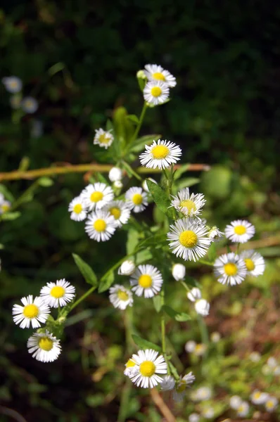 Prachtige lente achtergrond met bloemen, madeliefjes — Stockfoto