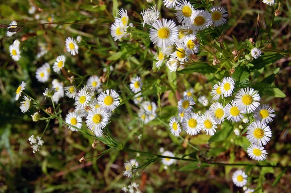 Prachtige lente achtergrond met bloemen, madeliefjes — Stockfoto