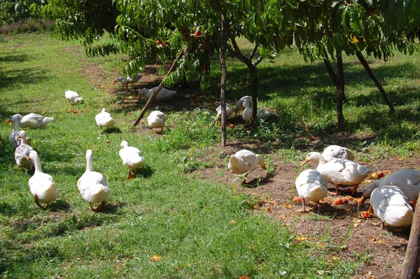 Gansos domésticos pastam na fazenda tradicional de ganso da aldeia — Fotografia de Stock