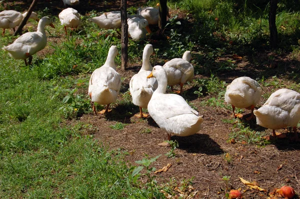 Gansos domésticos pastam na fazenda tradicional de ganso da aldeia — Fotografia de Stock