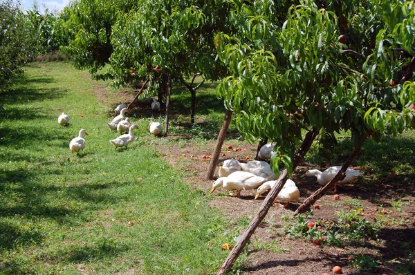 Los gansos domésticos pastan en la granja tradicional de ganso del pueblo —  Fotos de Stock