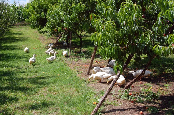 Oche domestiche pascolano nella tradizionale fattoria dell'oca del villaggio — Foto Stock