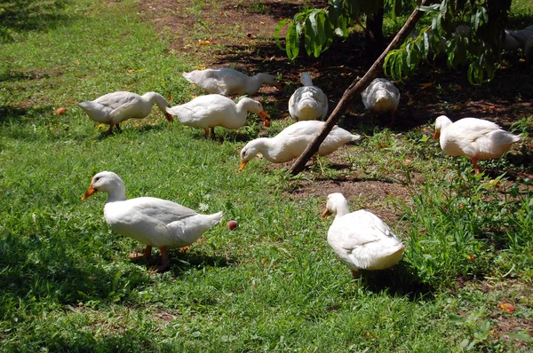 Gansos domésticos pastam na fazenda tradicional de ganso da aldeia — Fotografia de Stock