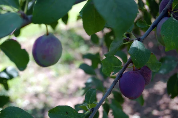 Plommonträd med saftiga frukter vid solnedgången ljus — Stockfoto