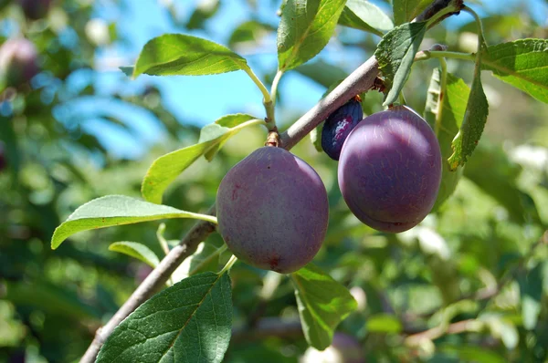 Plum tree with juicy fruits on sunset light — Stock Photo, Image