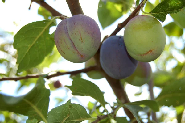 황혼 나무, 해질 녘에 맛있는 열매를 맺는다 — 스톡 사진