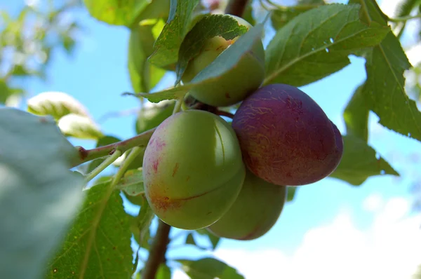 황혼 나무, 해질 녘에 맛있는 열매를 맺는다 — 스톡 사진