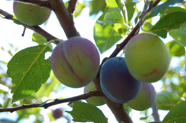 Szilvafa lédús gyümölcsökkel naplementekor — Stock Fotó