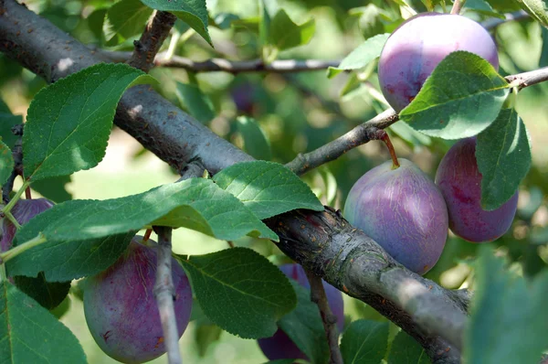 Ciruela con frutas jugosas en la luz del atardecer — Foto de Stock