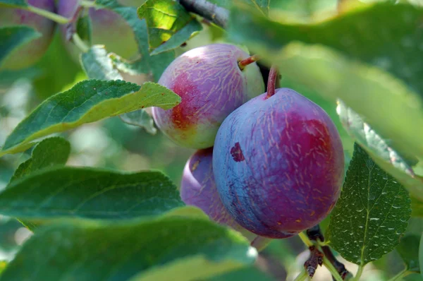 Pflaumenbaum mit saftigen Früchten im Sonnenuntergang — Stockfoto