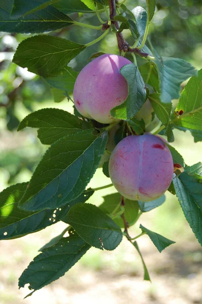 Pflaumenbaum mit saftigen Früchten im Sonnenuntergang — Stockfoto