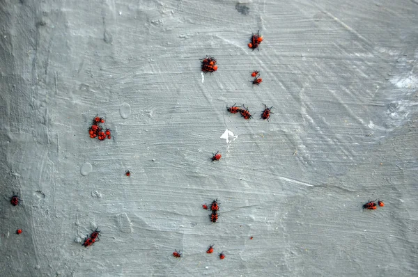 Chinch bugs on grey wall — Stock Photo, Image