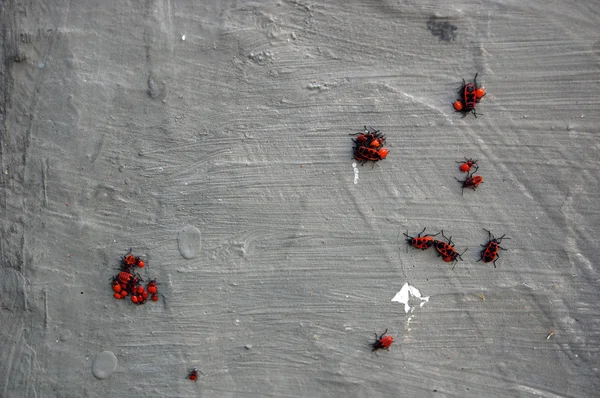 Підборіддя жуків на сірій стіні — стокове фото
