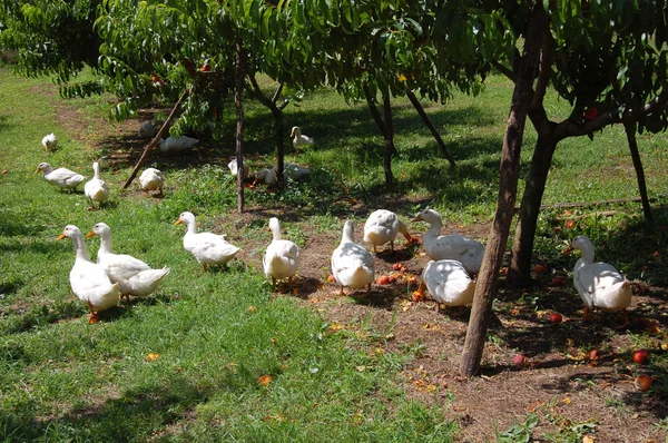 Domestic geese graze on traditional village farm — Stock Photo, Image