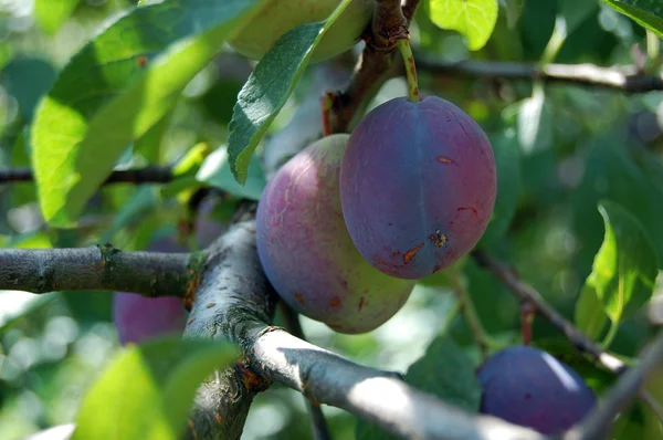 Szilvafa, érett gyümölcsök — Stock Fotó