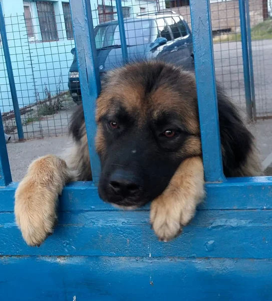 Cute dog behind blue fence — Stock Photo, Image