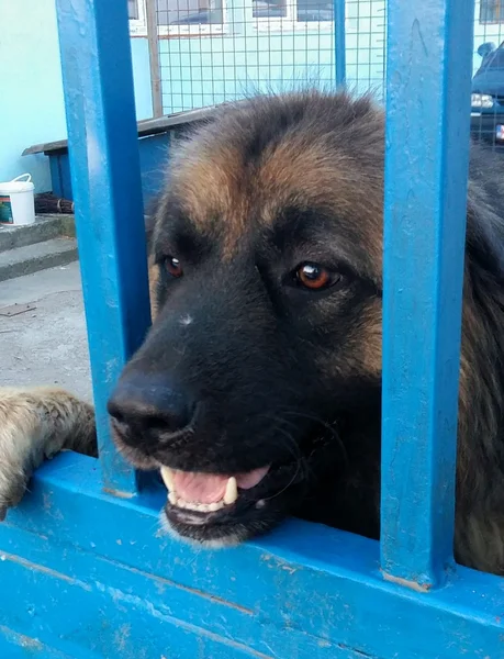 Cute dog behind blue fence — Stock Photo, Image
