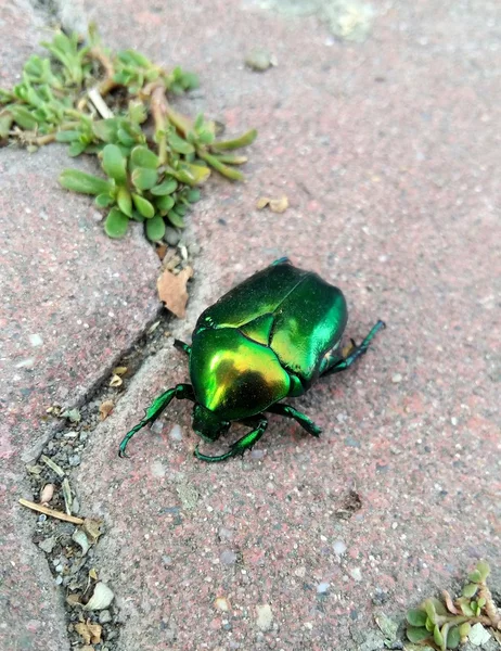 Close-up van groene bug — Stockfoto