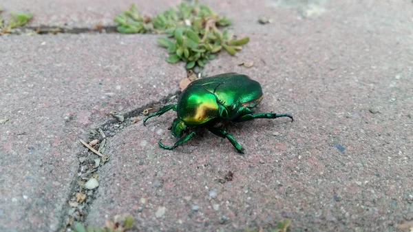 Zbliżenie zielony Bug — Zdjęcie stockowe