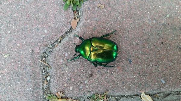 Close-up van groene bug — Stockfoto