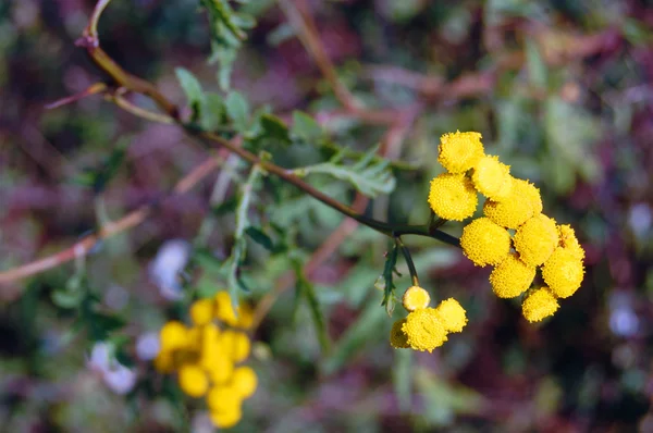 Sfondo estivo di fiori gialli — Foto Stock