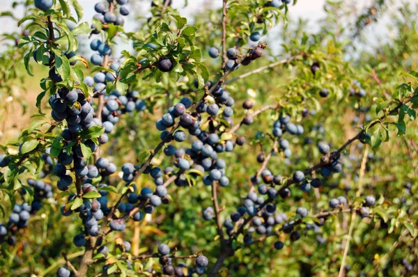 Sonbaharda meyveleri ile yaban eriği Şubesi — Stok fotoğraf