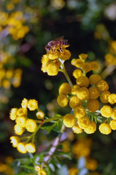 Fundo de verão de flores amarelas — Fotografia de Stock